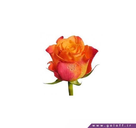 سایت جامع گل و گیاه - گل رز هلندی ماریو - Rose | گل آف
